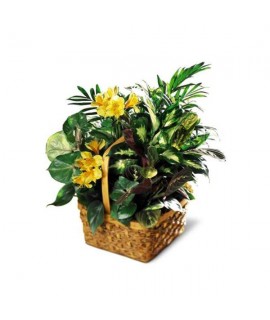 A Bit Of Sunshine Basket A Bit Of Sunshine Basket